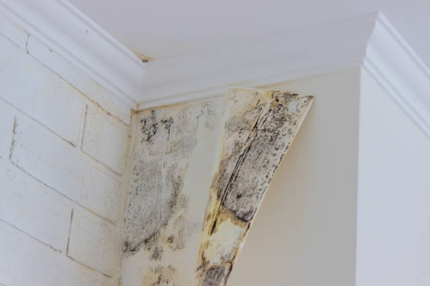 Mold Documentation for Insurance Claims in Mendota, CA